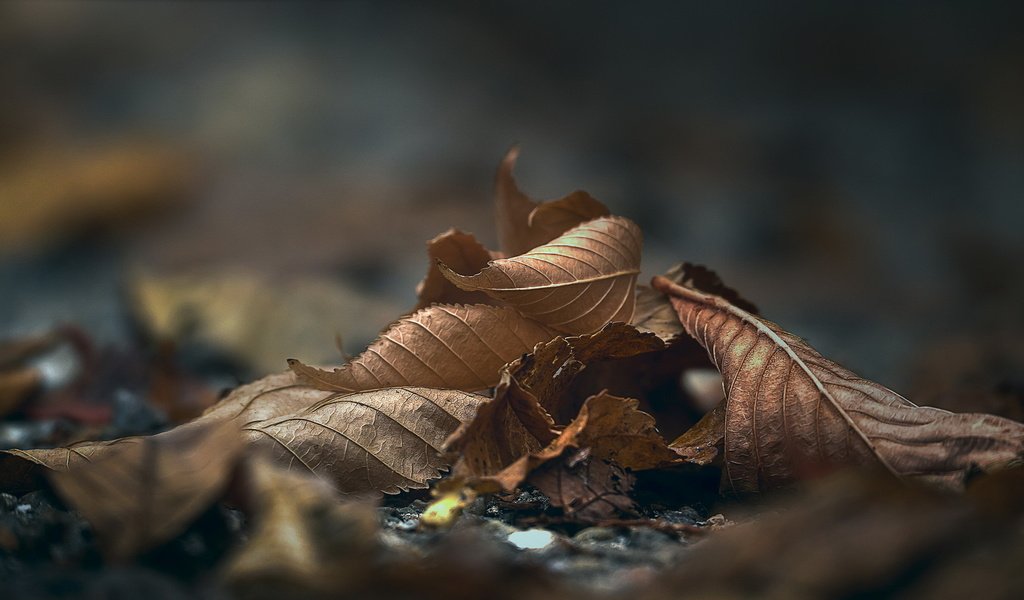 Обои природа, листья, макро, осень, nature, leaves, macro, autumn разрешение 2036x1091 Загрузить