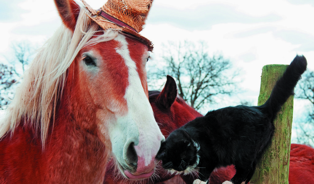 Обои лошадь, друзья, животные, ласкается, кот, черный, ограждение, конь, шляпка, дружба, бревно, log, horse, friends, animals, fondled, cat, black, the fence, hat, friendship разрешение 2680x2058 Загрузить