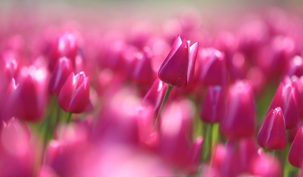 Обои цветы, макро, тюльпаны, flowers, macro, tulips разрешение 2048x1152 Загрузить