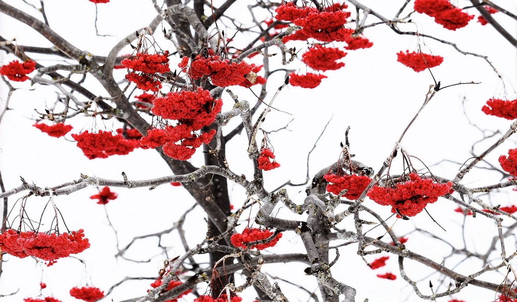 Обои природа, зима, ветки, ягоды, рябина, nature, winter, branches, berries, rowan разрешение 1920x1265 Загрузить