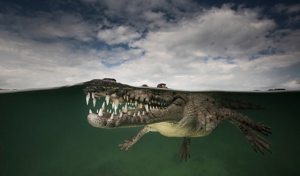 Обои вода, природа, крокодил, water, nature, crocodile разрешение 1920x1200 Загрузить