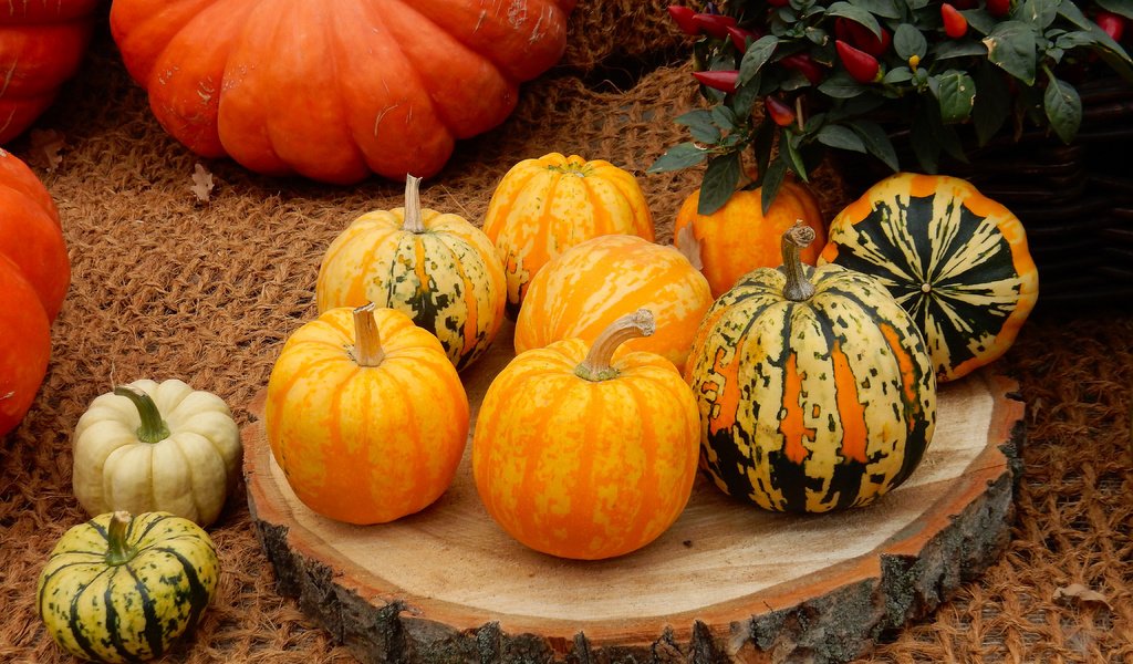 Обои урожай, овощи, тыквы, тыква, плоды осени, harvest, vegetables, pumpkin, fruits fall разрешение 4608x3456 Загрузить