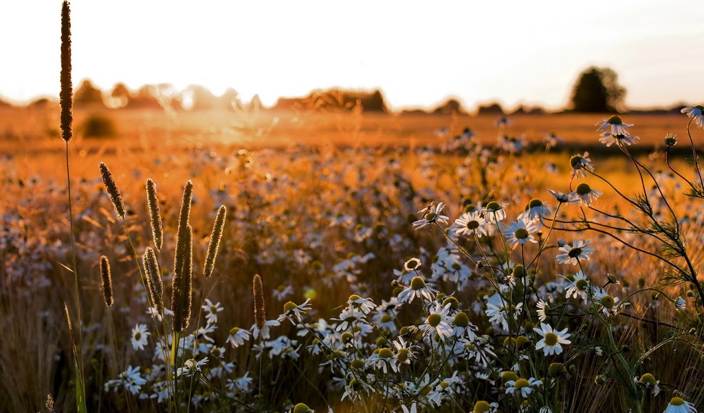 Обои цветы, поле, лето, ромашки, flowers, field, summer, chamomile разрешение 2560x1600 Загрузить