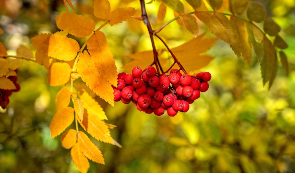 Обои ветка, листья, краски, осень, ягоды, рябина, branch, leaves, paint, autumn, berries, rowan разрешение 2048x1365 Загрузить