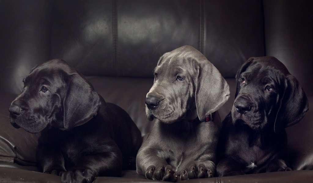 Обои щенки, собаки, немецкий дог, трио, дог, немецкий, троица, puppies, dogs, great dane, trio, dog, german, trinity разрешение 2048x1366 Загрузить