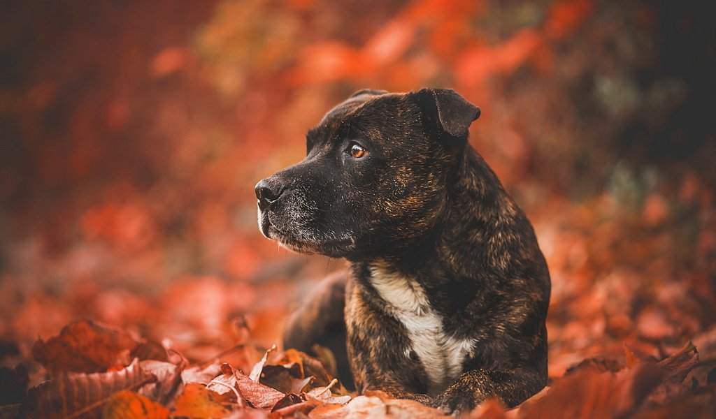 Обои листья, взгляд, осень, собака, друг, leaves, look, autumn, dog, each разрешение 1920x1148 Загрузить