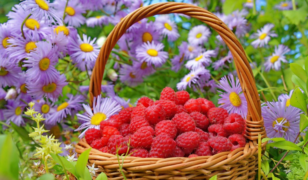 Обои цветы, природа, малина, лето, ягода, корзина, flowers, nature, raspberry, summer, berry, basket разрешение 3250x2358 Загрузить