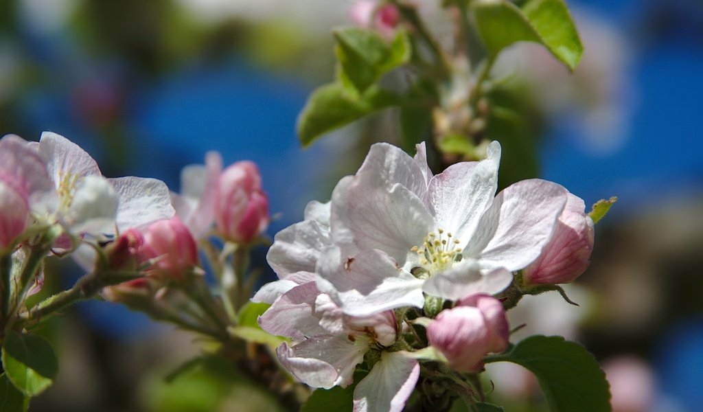 Обои ветка, дерево, макро, весна, яблоня, branch, tree, macro, spring, apple разрешение 2400x1599 Загрузить