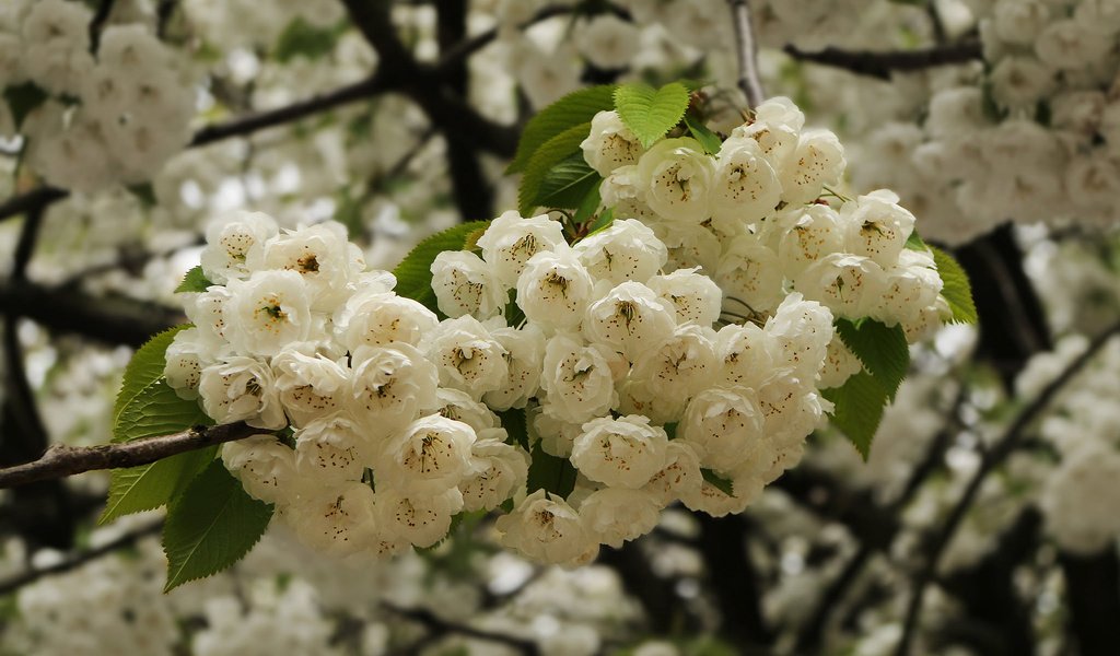 Обои ветка, цветение, весна, вишня, цветки, branch, flowering, spring, cherry, flowers разрешение 2048x1271 Загрузить