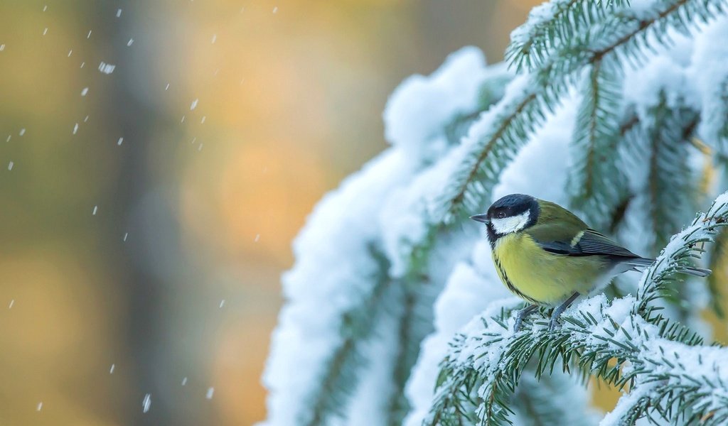 Обои снег, дерево, зима, птица, ель, синица, еловая ветка, snow, tree, winter, bird, spruce, tit, spruce branch разрешение 1920x1170 Загрузить