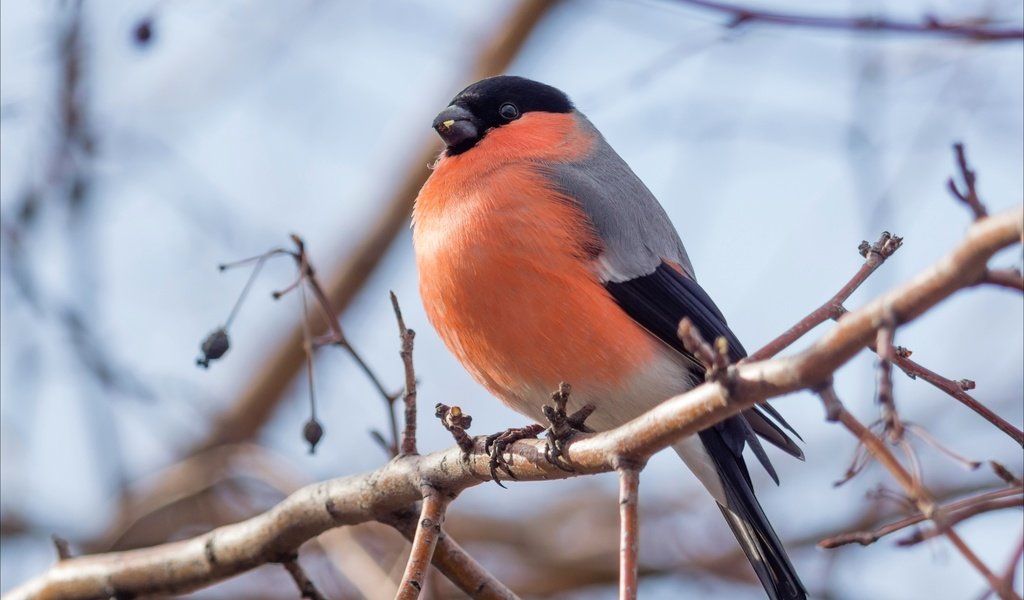 Обои ветка, птица, клюв, перья, снегирь, branch, bird, beak, feathers, bullfinch разрешение 2400x1600 Загрузить