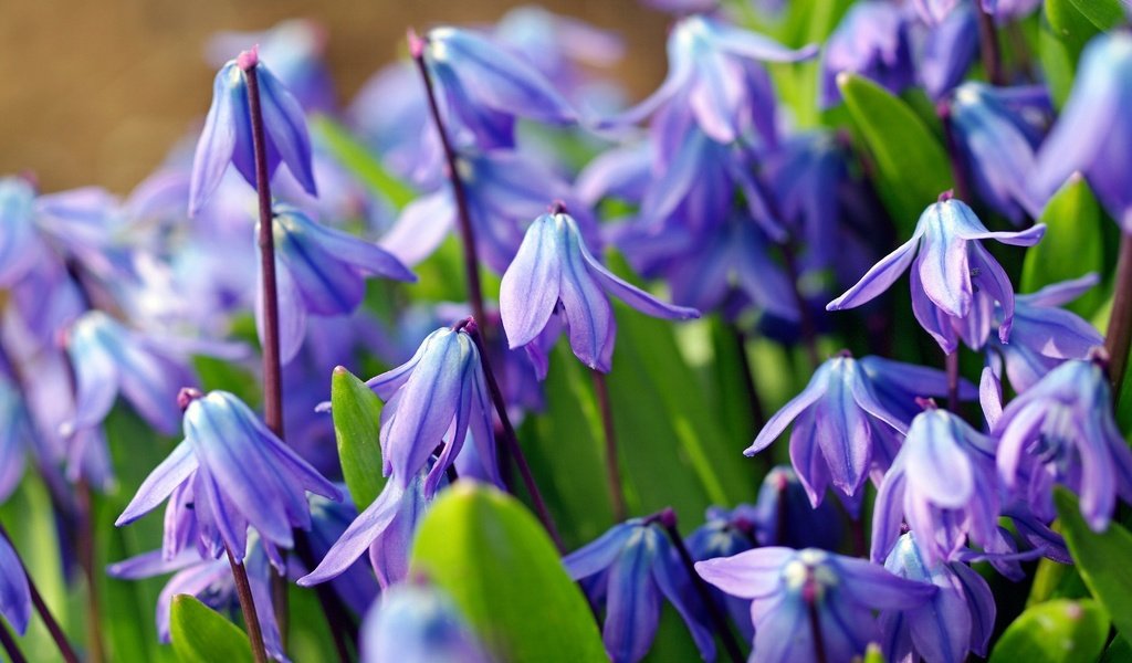 Обои цветы, макро, голубой, весна, первоцвет, пролеска, пролески, flowers, macro, blue, spring, primrose, scilla разрешение 2232x1484 Загрузить