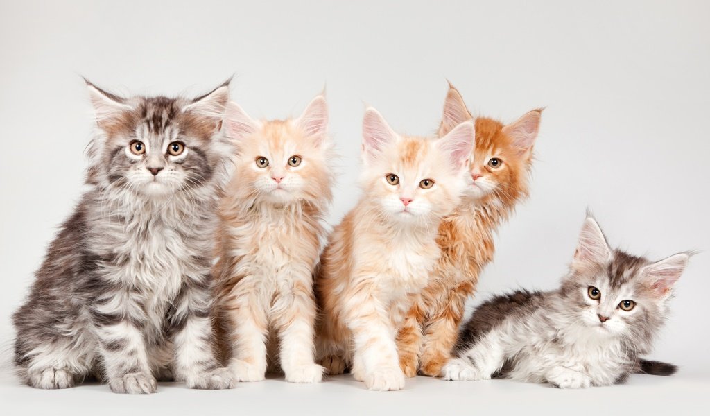 Обои котята, мейн-кун, квинтет, kittens, maine coon, quintet разрешение 3300x1960 Загрузить