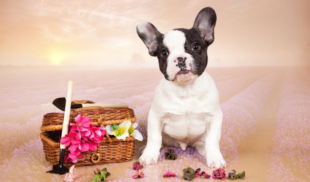 Обои цветы, щенок, французский бульдог, flowers, puppy, french bulldog разрешение 3100x2005 Загрузить