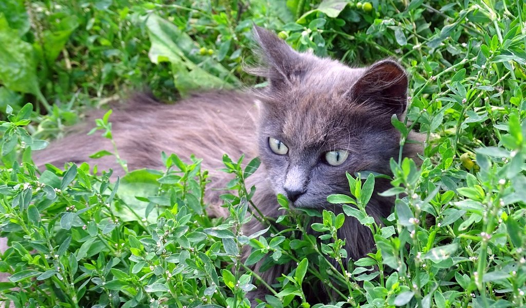 Обои трава, кот, кошка, серый, grass, cat, grey разрешение 5184x3888 Загрузить