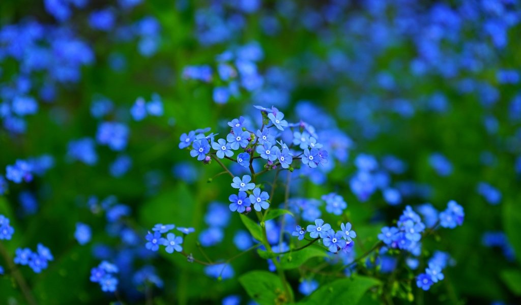 Обои цветы, листья, макро, лепестки, размытость, незабудки, синие, flowers, leaves, macro, petals, blur, forget-me-nots, blue разрешение 1920x1280 Загрузить