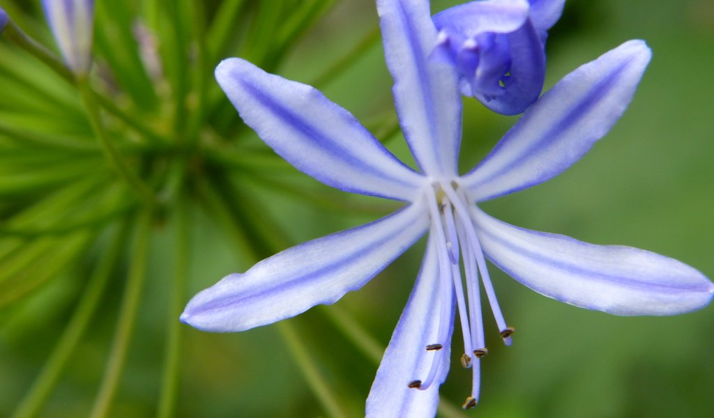 Обои цветок, лепестки, тычинки, агапантус, flower, petals, stamens, agapanthus разрешение 4000x3000 Загрузить