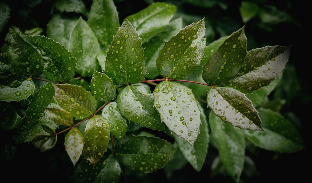 Обои вода, дерево, листья, ветки, капли, зеленые, water, tree, leaves, branches, drops, green разрешение 2048x1368 Загрузить