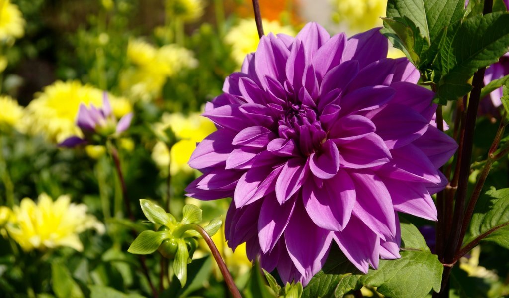 Обои цветок, фиолетовый,  цветы, георгин, лиловая, flower, purple, flowers, dahlia разрешение 2880x1923 Загрузить