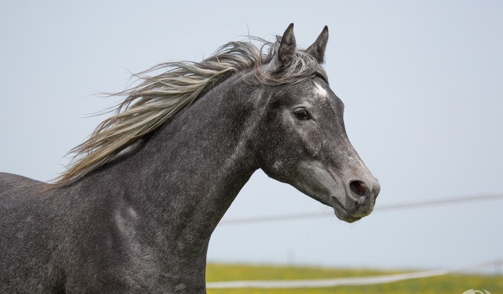 Обои лошадь, серый, конь, грива, (с) oliverseitz, horse, grey, mane, (c) oliverseitz разрешение 4000x2586 Загрузить