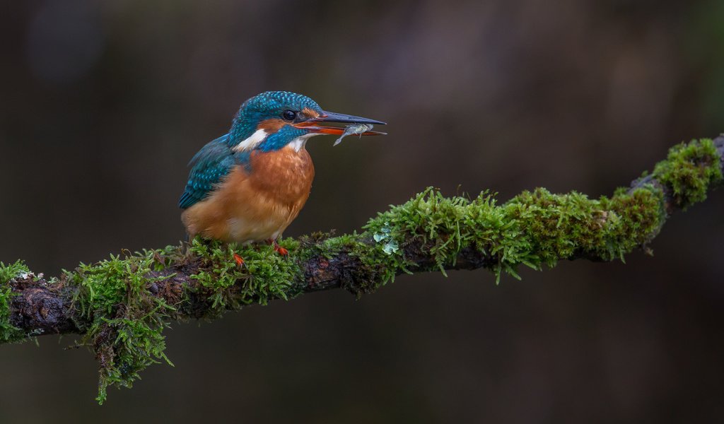 Обои ветка, природа, птица, мох, рыба, зимородок, улов, branch, nature, bird, moss, fish, kingfisher, catch разрешение 2048x1365 Загрузить