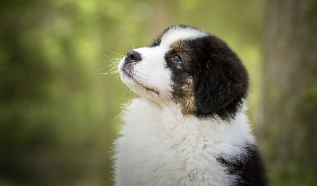Обои портрет, собака, щенок, весна, portrait, dog, puppy, spring разрешение 5184x2916 Загрузить