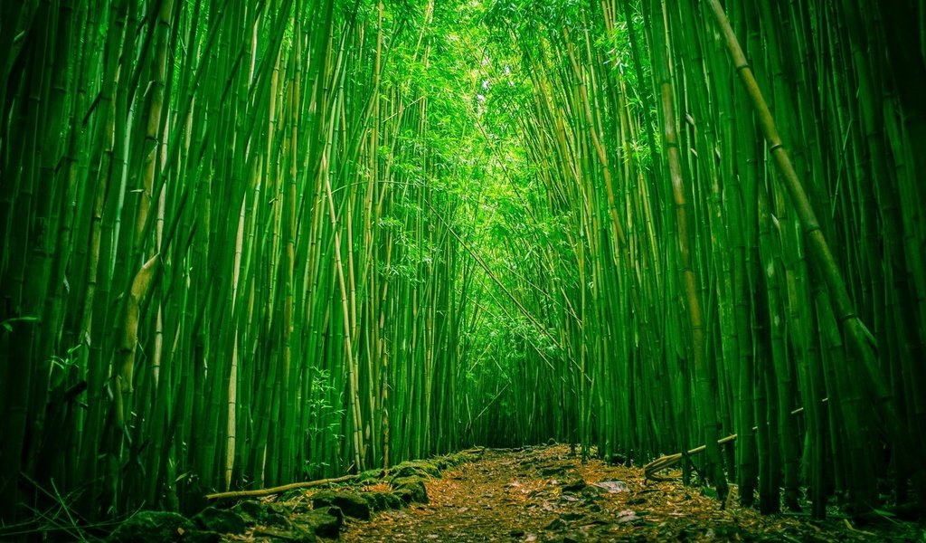 Обои природа, бамбук, бамбуковый лес, nature, bamboo, bamboo forest разрешение 1920x1080 Загрузить