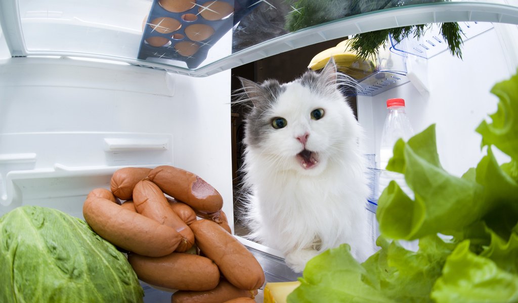 Обои кот, кошка, холодильник, капуста, сосиски, cat, refrigerator, cabbage, sausage разрешение 3990x2655 Загрузить