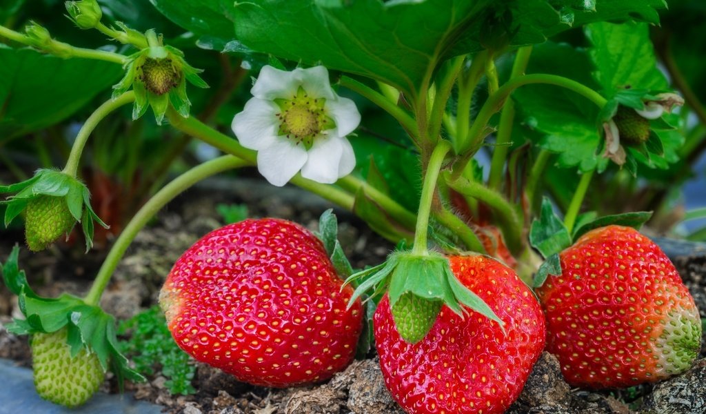 Обои листья, макро, клубника, ягоды, куст, leaves, macro, strawberry, berries, bush разрешение 2048x1365 Загрузить