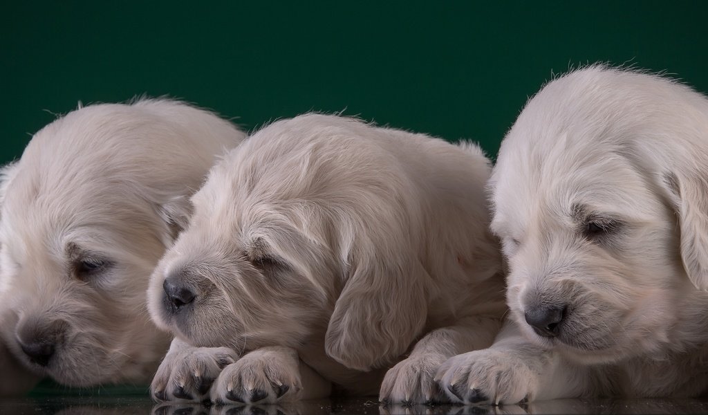 Обои щенки, малыши, трио, золотистый ретривер, puppies, kids, trio, golden retriever разрешение 3000x1667 Загрузить