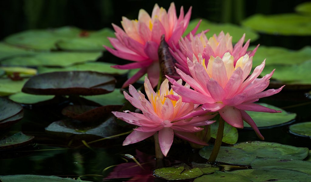 Обои лилия, розовая, водяная, нимфея, lily, pink, water, nymphaeum разрешение 2048x1370 Загрузить