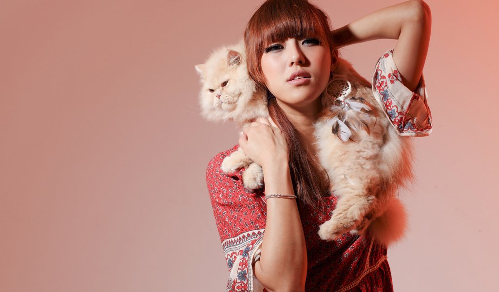 Обои фон, кот, кошка, модель, азиатка, персидская кошка, background, cat, model, asian, persian cat разрешение 2048x1366 Загрузить