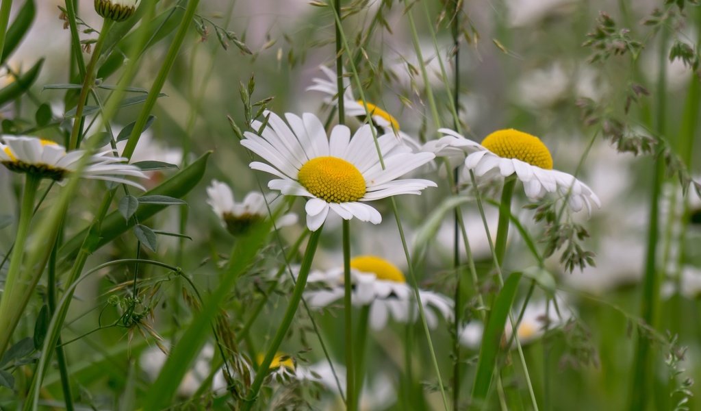 Обои трава, лето, луг, ромашки, grass, summer, meadow, chamomile разрешение 2400x1600 Загрузить