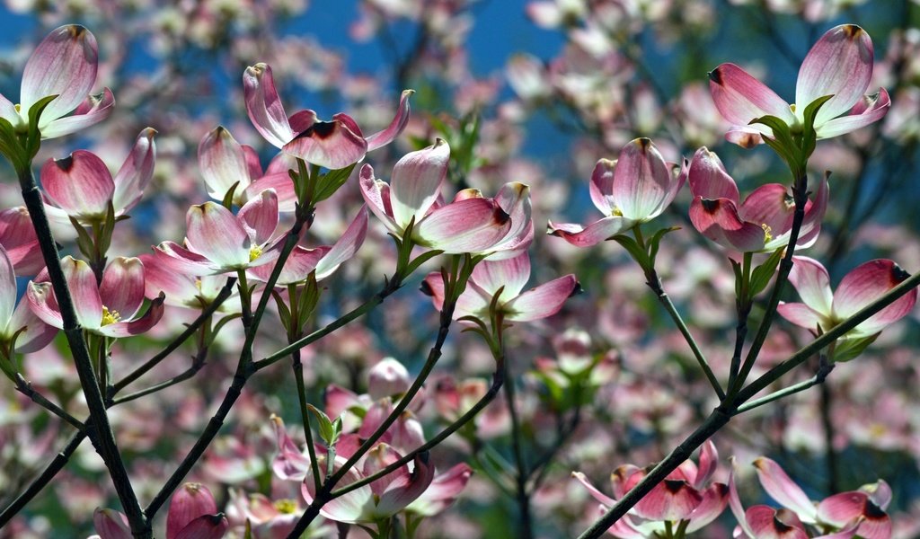 Обои природа, цветение, ветки, весна, магнолия, nature, flowering, branches, spring, magnolia разрешение 2400x1560 Загрузить