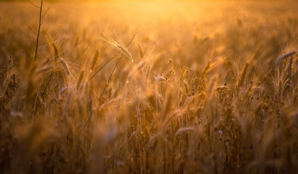 Обои природа, поле, лето, колосья, пшеница, рожь, nature, field, summer, ears, wheat, rye разрешение 2047x1275 Загрузить