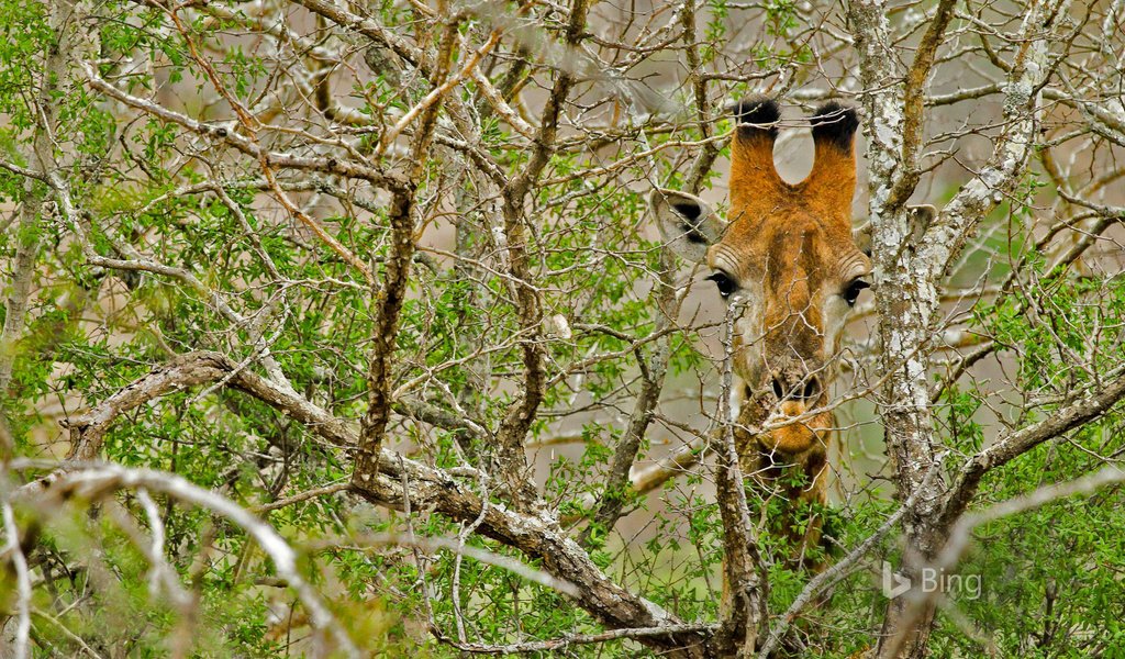 Обои дерево, ветки, африка, жираф, tree, branches, africa, giraffe разрешение 1920x1200 Загрузить