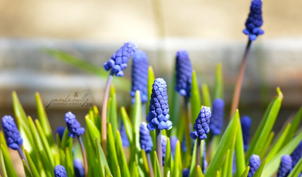 Обои цветы, макро, весна, синие, май, мускари, мышиный гиацинт, flowers, macro, spring, blue, may, muscari, hyacinth mouse разрешение 2992x2000 Загрузить