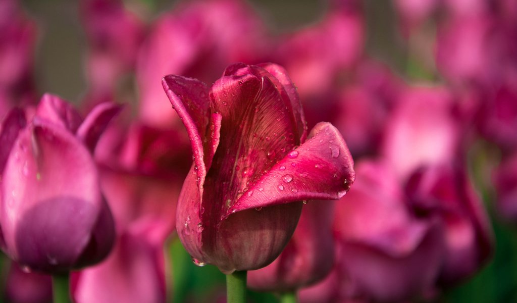 Обои цветы, капли, тюльпаны, flowers, drops, tulips разрешение 2048x1365 Загрузить