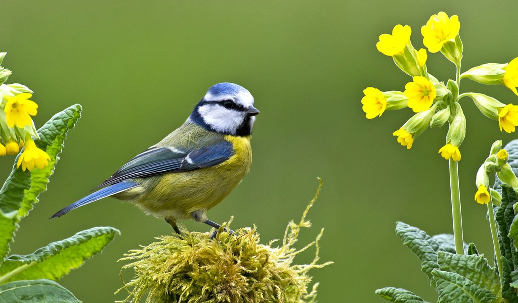 Обои цветы, птица, клюв, мох, перья, первоцвет, синица, лазоревка, flowers, bird, beak, moss, feathers, primrose, tit, blue tit разрешение 2043x1150 Загрузить