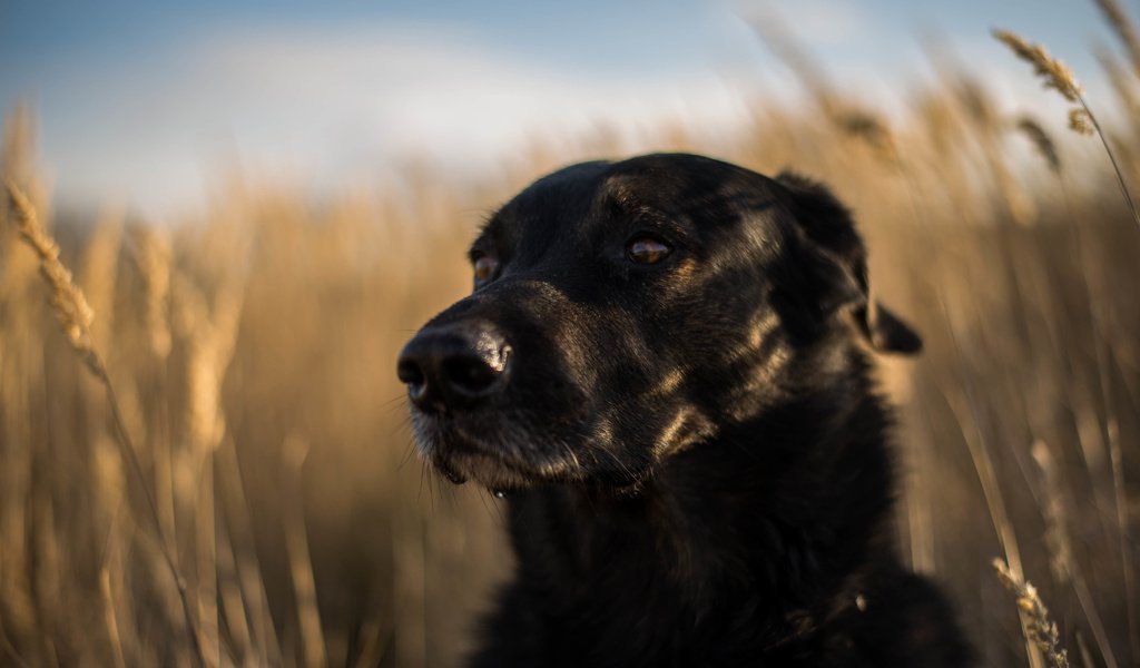 Обои мордочка, взгляд, собака, друг, лабрадор ретривер, muzzle, look, dog, each, labrador retriever разрешение 6016x4016 Загрузить