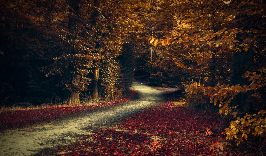 Обои дорога, деревья, лес, листья, осень, road, trees, forest, leaves, autumn разрешение 6144x4096 Загрузить