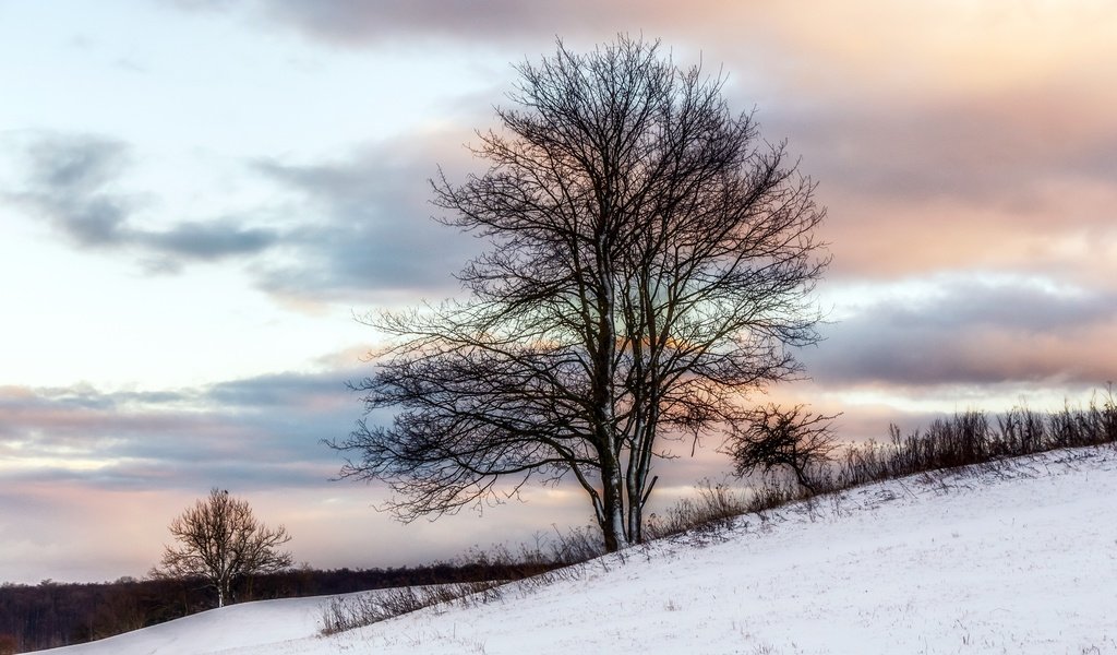 Обои снег, дерево, зима, snow, tree, winter разрешение 2560x1560 Загрузить