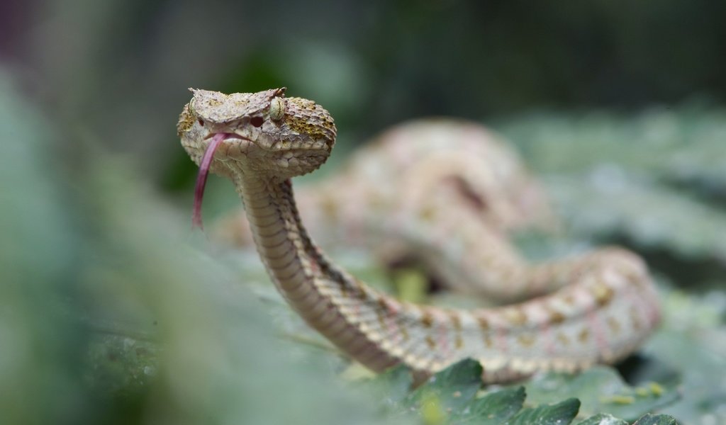 Обои змея, язык, жало, гадюка, рептилии, snake, language, sting, viper, reptiles разрешение 2601x1440 Загрузить