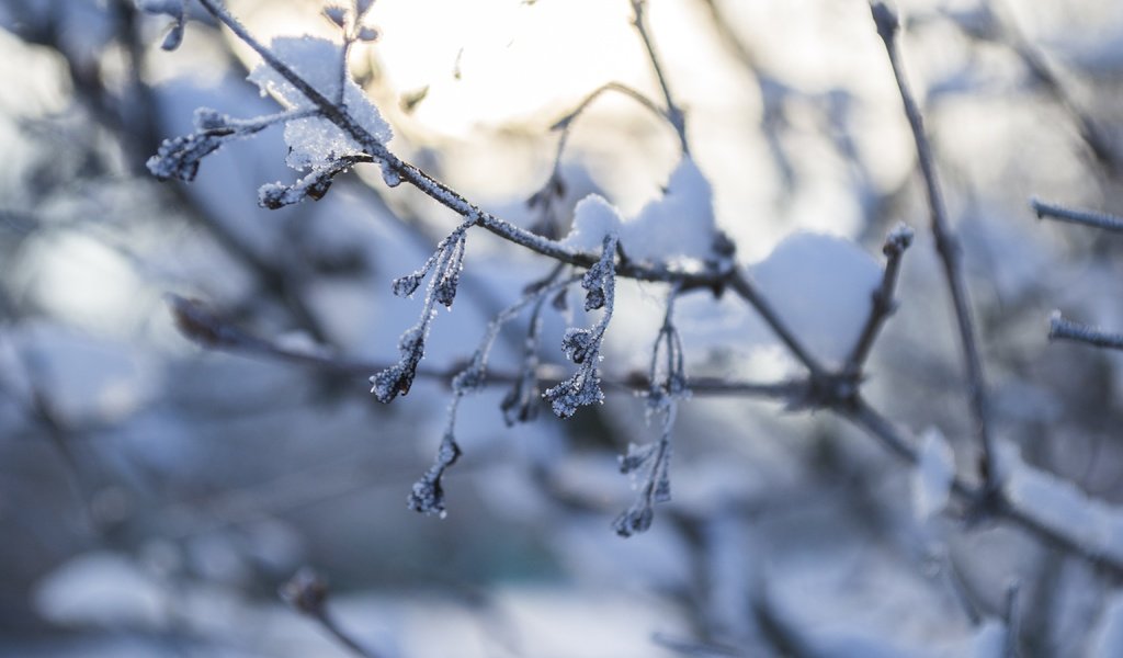 Обои снег, природа, зима, макро, ветки, мороз, snow, nature, winter, macro, branches, frost разрешение 4608x3072 Загрузить