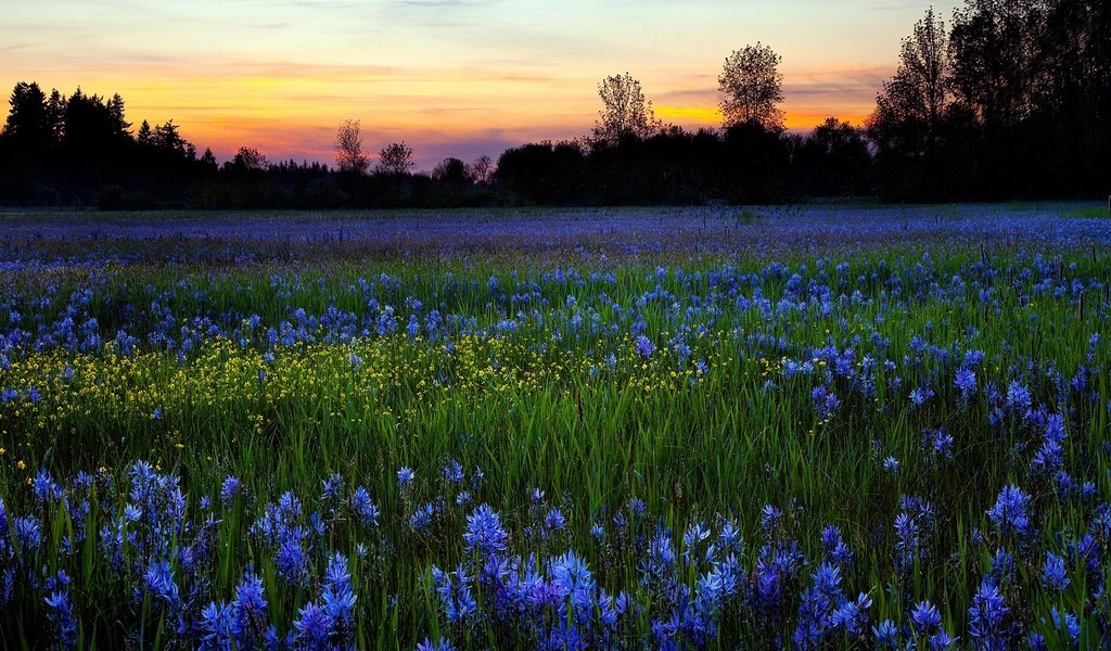 Обои небо, цветы, деревья, природа, зелень, закат, поле, луг, the sky, flowers, trees, nature, greens, sunset, field, meadow разрешение 1920x1200 Загрузить