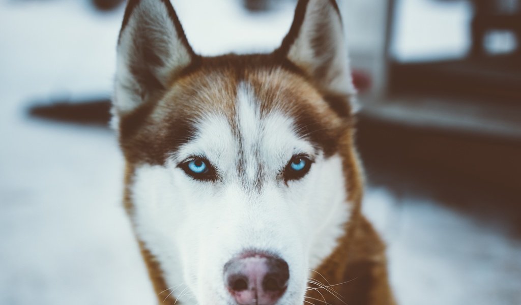 Обои глаза, мордочка, взгляд, собака, хаски, друг, eyes, muzzle, look, dog, husky, each разрешение 2048x1450 Загрузить