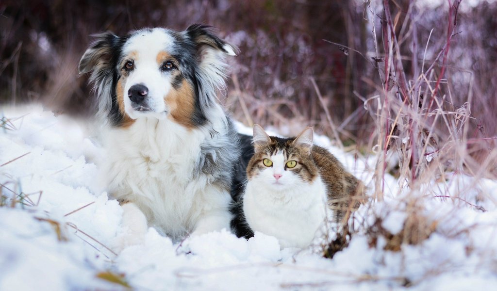 Обои снег, зима, кошка, собака, австралийская овчарка, snow, winter, cat, dog, australian shepherd разрешение 2048x1365 Загрузить