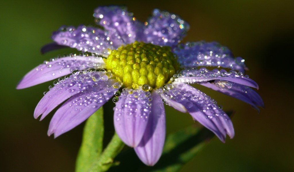 Обои вода, макро, цветок, капли, лепестки, water, macro, flower, drops, petals разрешение 3159x1999 Загрузить