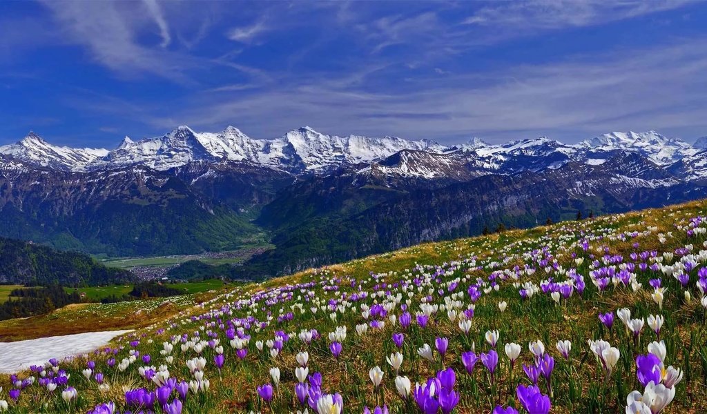 Обои цветы, трава, горы, снег, склон, весна, крокусы, крокус, flowers, grass, mountains, snow, slope, spring, crocuses, krokus разрешение 1920x1080 Загрузить