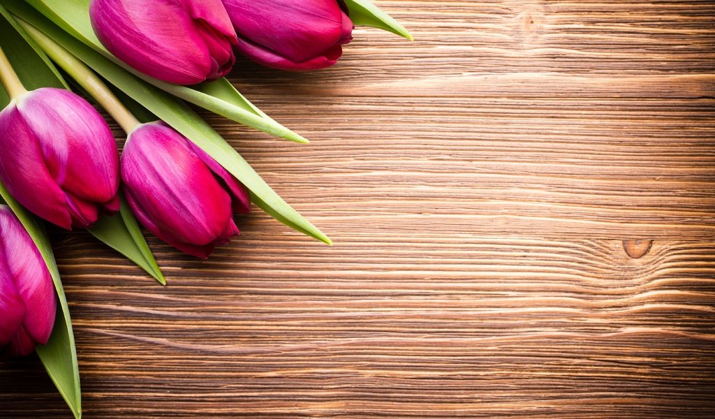 Обои цветы, пинк, букет, тюльпаны, розовые, дерева, красива, тульпаны,  цветы, парное, flowers, bouquet, tulips, pink, wood, beautiful, fresh разрешение 5472x3648 Загрузить